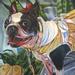 Art Galleries - my Boston Terrier Dixie Belle - 60042
