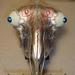 Tattoos - Goats Head Trike by Larry Brogan - 70824