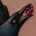 Tattoos - Grackle!!! - 56935