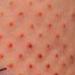 Tattoos - Orange Slice - 56936