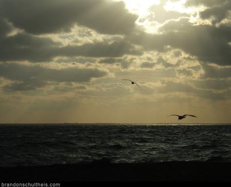 Tattoos - Two Seagulls - 59743
