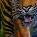 tattoo galleries/ - tiger
