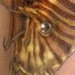 tattoo galleries/ - Fish Tattoo - 52480