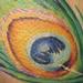 tattoo galleries/ - Peacock Feather