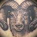 tattoo galleries/ - Ram Black and Grey Portrait - 60769