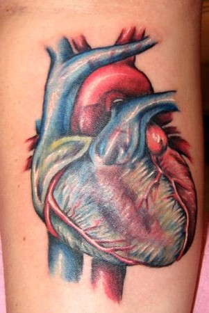 Comments tattoo of a realistic heart from anatomy illustration