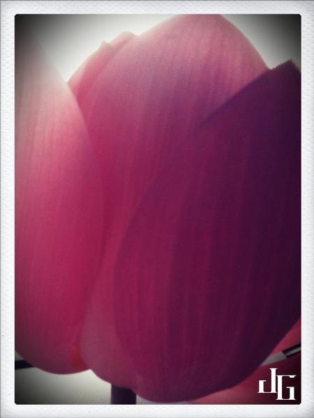 Tattoos - Lily - 60596