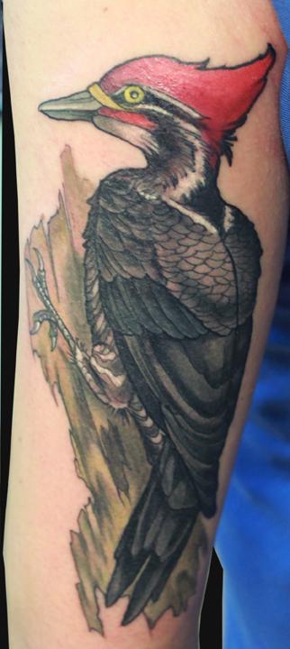Katelyn Crane - Woodpecker tattoo