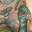 Tattoos - Peacock tattoo - 70346