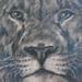 tattoo galleries/ - Lion
