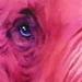 Art Galleries - Pink Elephant - 55969