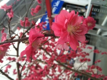 Onini Kanabo - beautiful tree