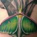 tattoos/ - Luna moth - 66330