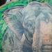 tattoos/ - Elephant  - 65181