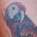 tattoo galleries/ - parrot tattoo - 57015