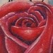 tattoo galleries/ - Amore Rose - 50858
