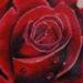 tattoo galleries/ - rose on ribs - 56946