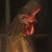 tattoo galleries/ - Rooster still life.