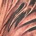 Zebra Tattoo Design Thumbnail