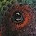 Hummingbird Tattoo Design Thumbnail