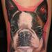 Tattoos - Boston Terrier Tattoo - 64701