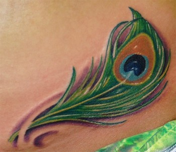 Trent Edwards - peacock feather