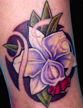 Trent Edwards - orchid