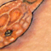 Tattoos - cornsnake - 30271