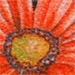 Gerber+daisy+flower+tattoo+designs