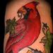 maple cardinal Tattoo Thumbnail