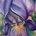 Tattoos - Iris Flower tattoo - 46085