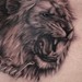 Tattoos - Black and Gray Lion Portrait Tattoo - 40068