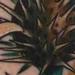Tattoos - scottish thistle tattoo - 59609
