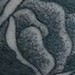 tattoos/ - Black and Gray Roses - 51710
