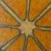 tattoos/ - Traditional-style shrimp - 49308