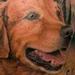 tattoo galleries/ - Dog