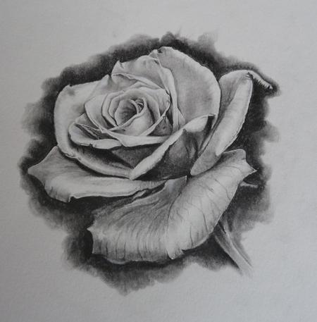 Tattoos - Rose Study - 94780