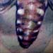 Tattoos - Death Head Moth Tattoo - 24674