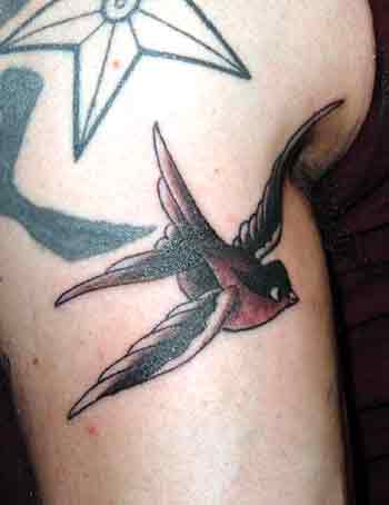 Tattoos - Alex Sherker - Swallow/sparrow