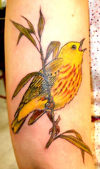 Tattoos - Alex Sherker - Yellow Warbler