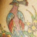Tattoos - Peacock - 2102