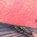 Tattoos - Inprogress hummingbird - 62909
