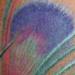 tattoo galleries/ - peacocking