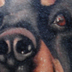 tattoo galleries/ - rottweiler