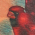 tattoo galleries/ - Cardinal - 30905
