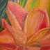 tattoo galleries/ - Plumeria Detail Shot - 41791