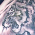 tattoo galleries/ - tiger