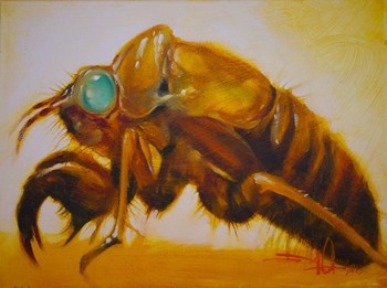 Jeff Gogue - Cicada Shell