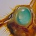 jeffgogueHOSTED - Cicada Shell
