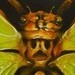 jeffgogueHOSTED - Cicada